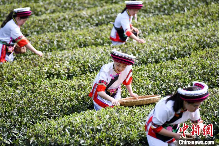 白族村民在茶園采摘。　楊華峰 攝