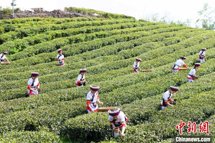 眾多白族村民身著(zhù)民族服飾走進(jìn)茶園采摘。　楊華峰 攝