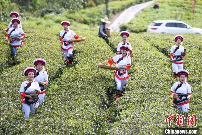 白族村民走進(jìn)茶園采摘。　楊華峰 攝