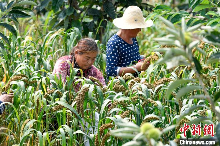 農民正在栗樹(shù)下采收成熟谷子。　趙亮 攝