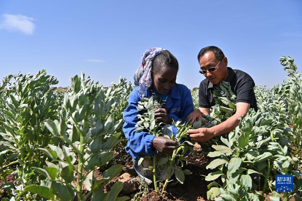 9月27日，在位于厄立特里亞阿斯馬拉的農業(yè)技術(shù)援助項目示范地，中國援厄第三期高級農業(yè)專(zhuān)家組豆類(lèi)作物專(zhuān)家劉運民（右）指導當地農戶(hù)進(jìn)行蠶豆作物的田間管理。新華社記者 韓旭 攝