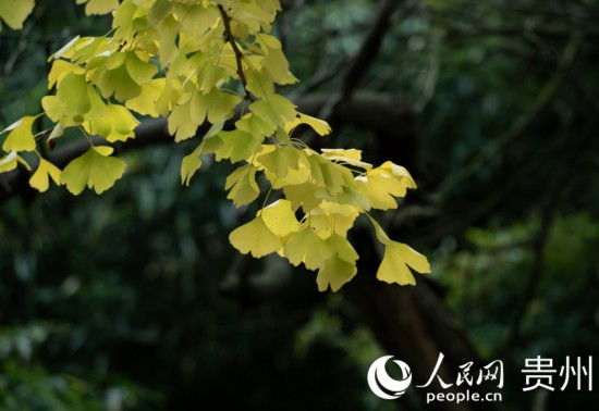 觀(guān)山湖公園秋意漸濃。人民網(wǎng) 陽(yáng)茜攝