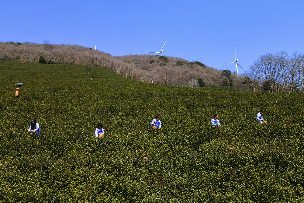 茶農們搶抓晴好天氣采摘春茶。楊云中攝