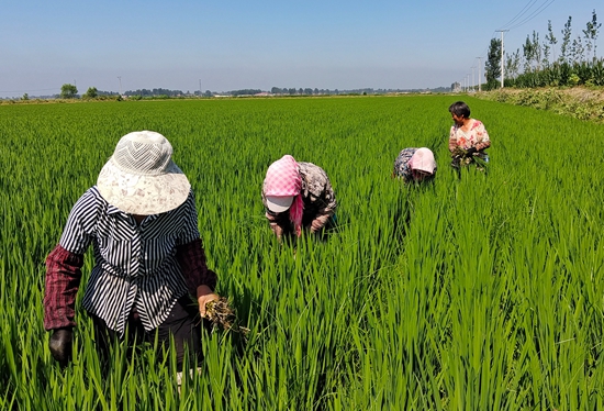 7月15日，農民在河北省玉田縣石臼窩鎮王家樓村稻田勞作。 張仁杰攝