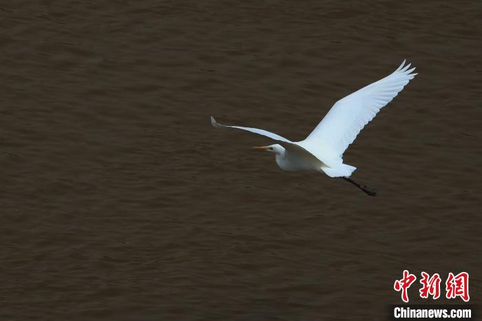 青海“母親河”湟水水質(zhì)改善引鷺鳥(niǎo)嬉戲