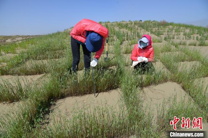 圖為工作人員在調(diào)查沙障技術(shù)成果。　張登山 攝