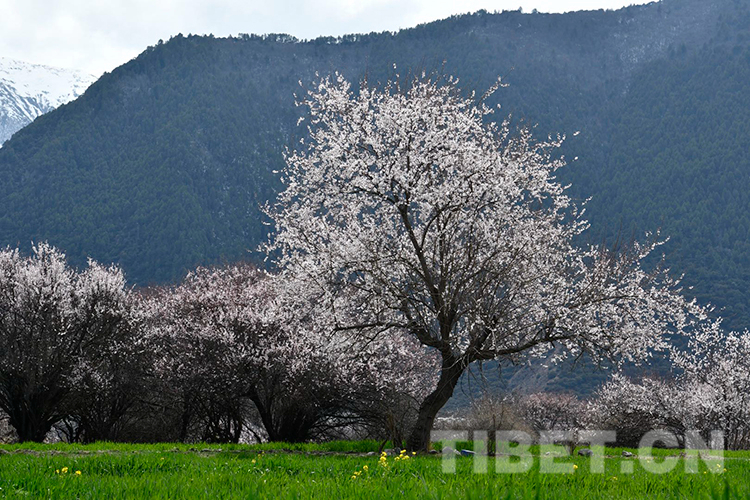 林芝雅魯藏布大峽谷景區(qū)桃花盛開攝影：王媛媛.jpg