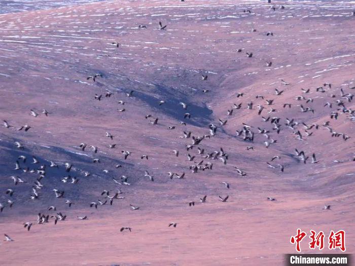 圖為黑頸鶴翔集于青海嘉塘草原上。　青海省玉樹藏族自治州稱多縣委宣傳部供圖