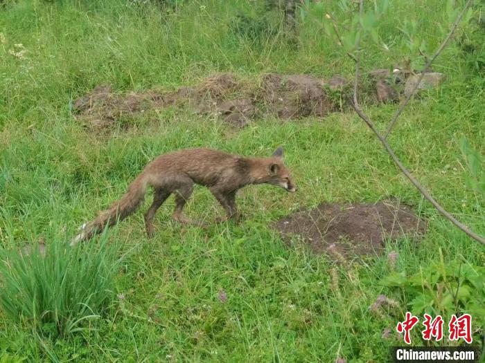 青海互助警方救助國家二級保護野生動物赤狐