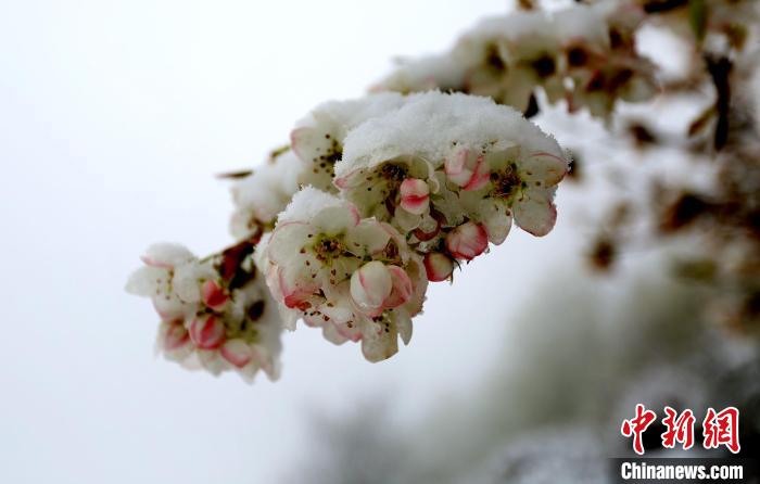 花兒被冰雪覆蓋。　李永安 　攝