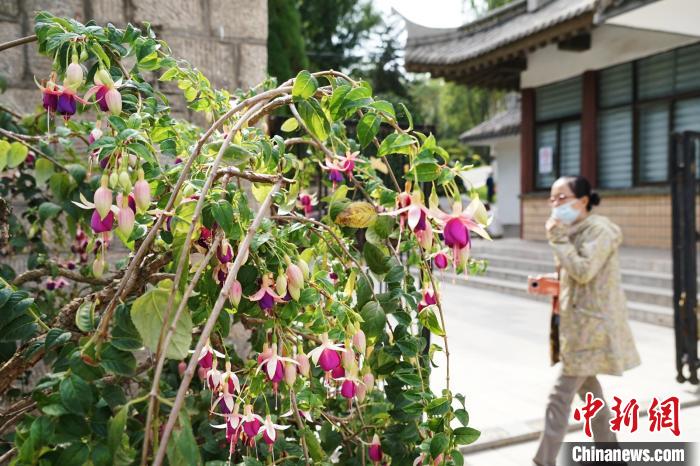 圖為市民在西寧園林植物園內觀(guān)賞花卉。　馬銘言 攝