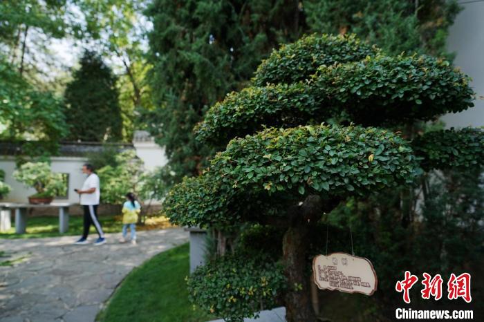 圖為在西寧園林植物園內，造型奇特的盆景吸引市民。　馬銘言 攝