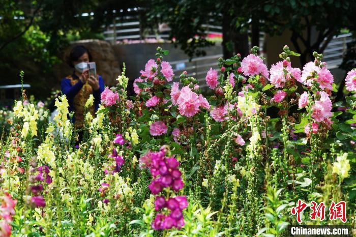 圖為市民在西寧園林植物園內賞花拍照。　馬銘言 攝