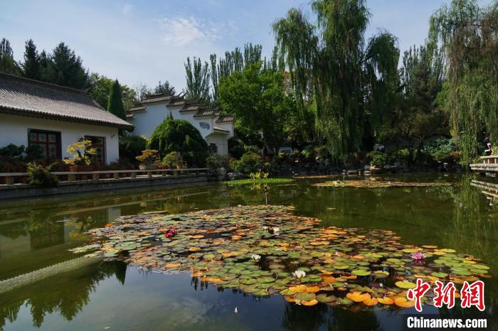 圖為西寧園林植物園秋日風(fēng)景別有韻味。　馬銘言 攝