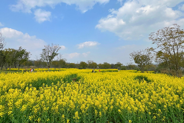 每到油菜花季，就有市民相約到重慶廣陽島上踏青賞花。鄒樂攝