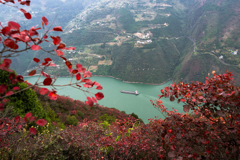 船舶行駛在紅葉掩映下的長(zhǎng)江三峽重慶市巫山縣水域（2023年11月30日攝）。新華社記者 肖藝九 攝