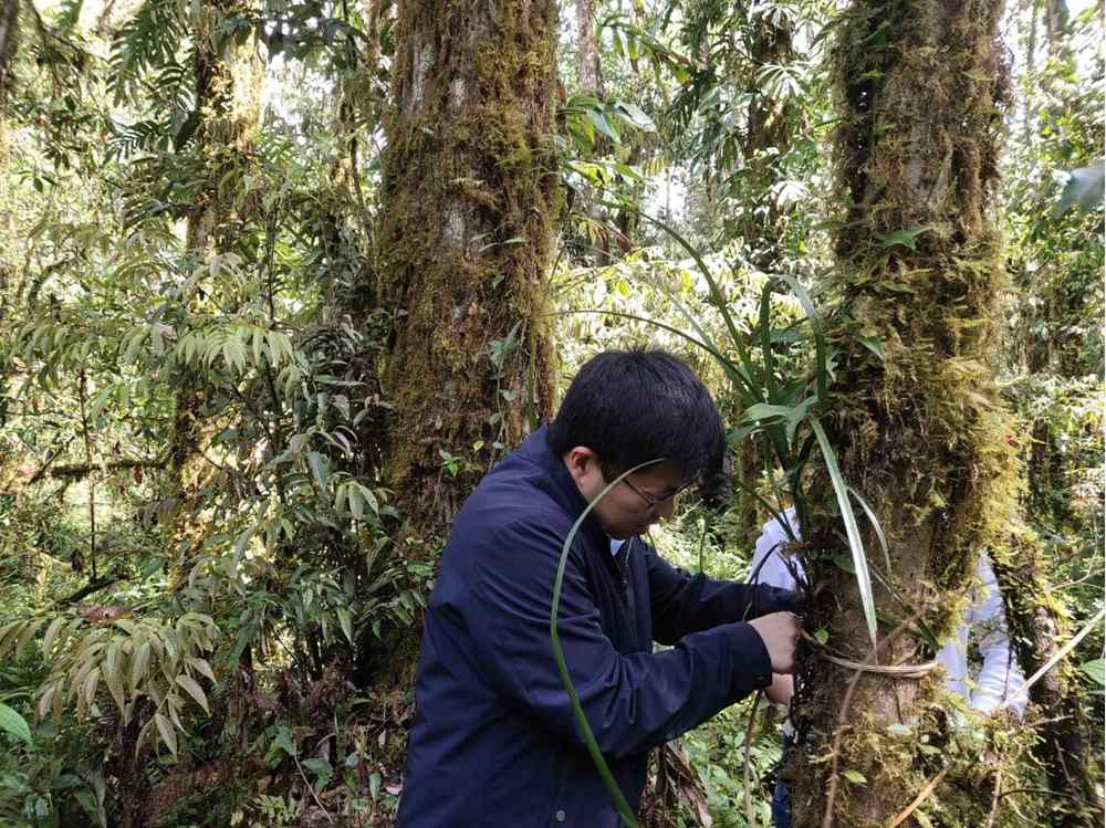 蘭花歸野。圖片由山水自然保護中心提供