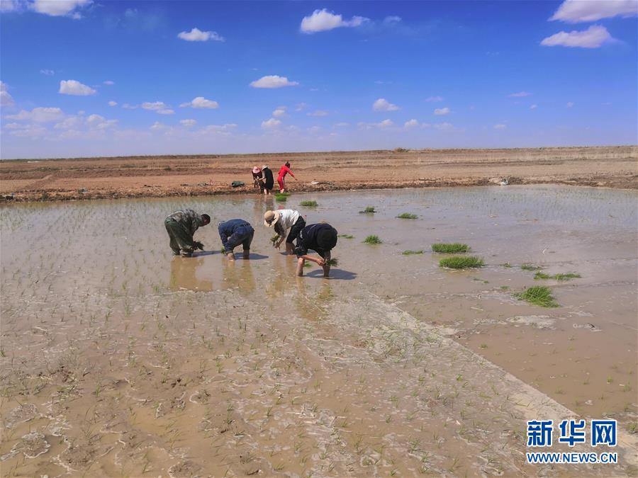 （圖文互動(dòng)）（2）海水稻首次在青藏高原柴達(dá)木盆地試種植