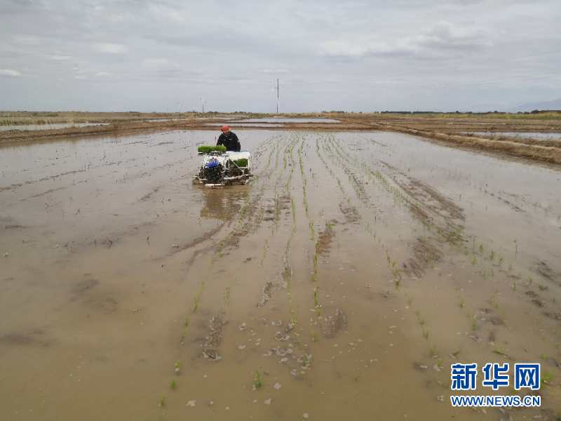 （圖文互動(dòng)）（1）海水稻首次在青藏高原柴達(dá)木盆地試種植