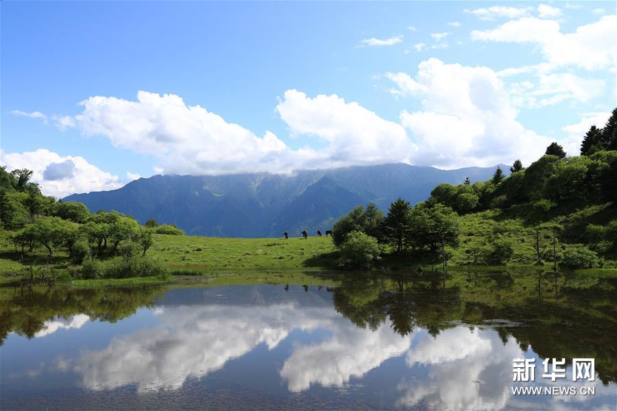 （新華視界）（6）甘肅舟曲：夏日藏鄉畫(huà)中景