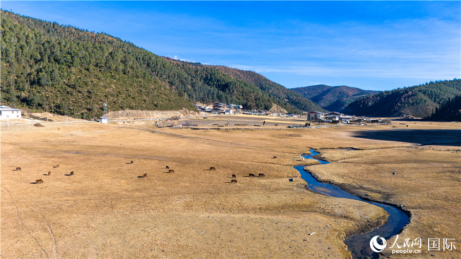 香格里拉國(guó)家公園內(nèi)的高山草甸。人民網(wǎng)記者 虎遵會(huì)攝