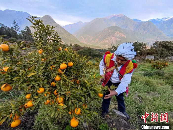 林芝下察隅鎮(zhèn)京都村101畝耙耙柑豐收。　江飛波 攝