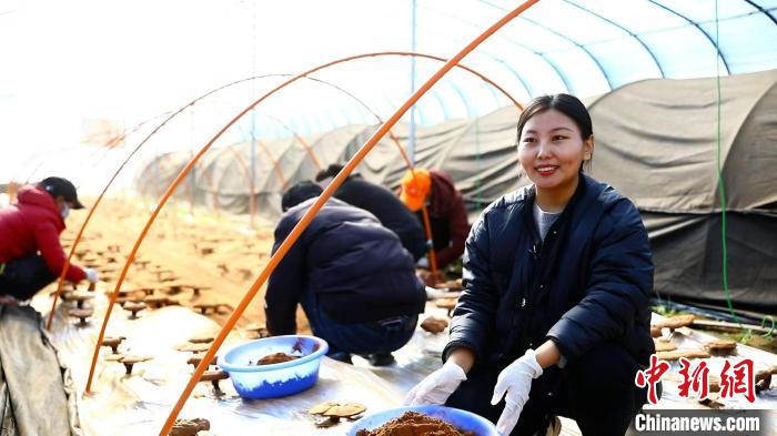 圖為農民采收靈芝孢子粉。　鄧巴 攝