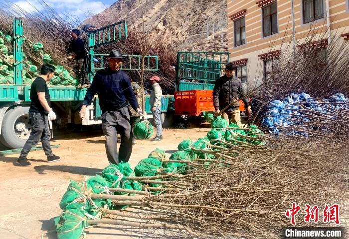 民眾搬運(yùn)苗木。　昌都市芒康縣委宣傳部供圖