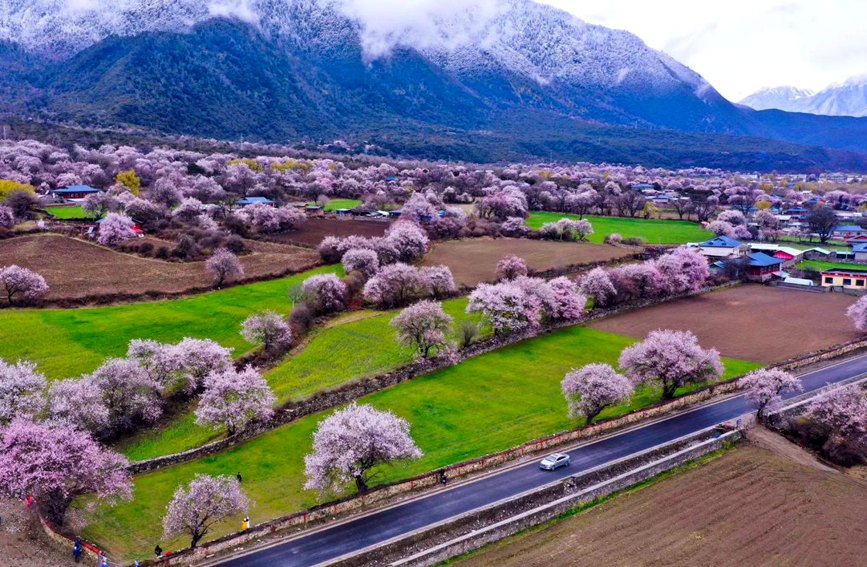 波密縣傾多鎮(zhèn)如納村盛開的桃花。徐馭堯攝